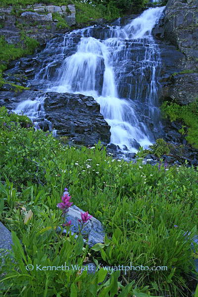 waterfall, Colorado, San Juan Mountains, flower, water photo